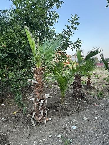 аааф парк фото: Vaşinqton Palma ağacları – 150cm 
Xurma agaclari. Her razmerde — 3