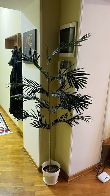 Ağaclar: Depodan bir basa satis 70azn baslayan dekarativ suni agaclar topdan — 25