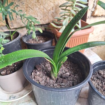 monstera bitkisi: Clivya gulu satilir. sonuncu sekildeki kimi çicek acir. 4-5
