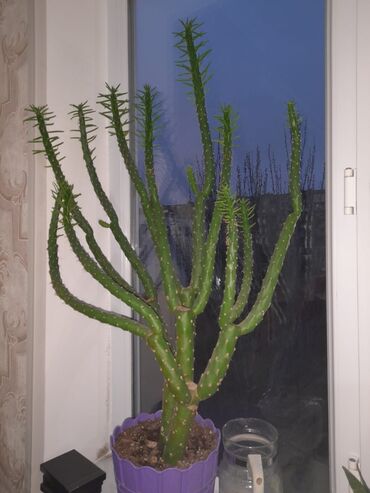 kaktus gul: Həvva sancağı gülü 60 AZN