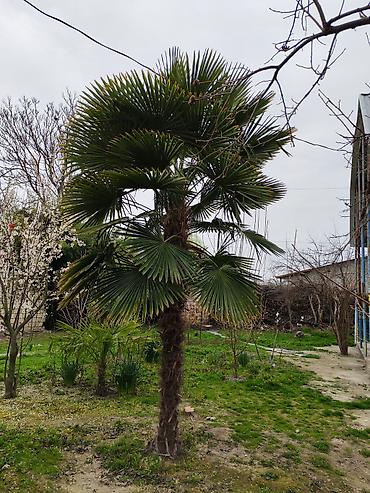 etirsah bitkisi: Trachycarpus fortunei (Vintar xurması) – dekorativ palma ağacı - Növ — 1