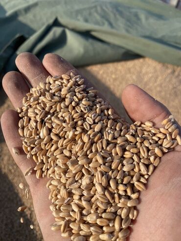 гидропонные корма: Буудай-пшеница 

Доставка имеется