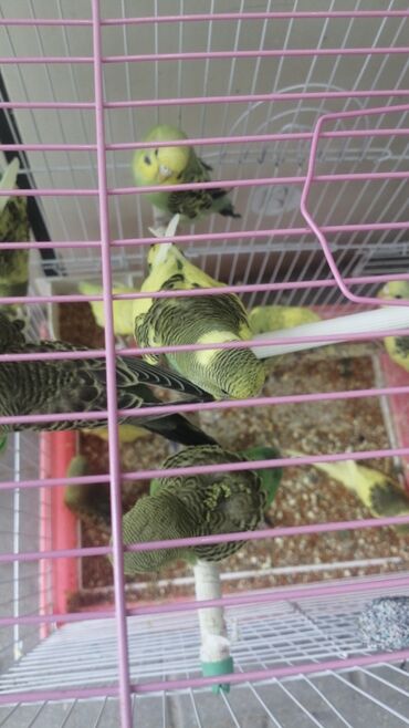 Tutuquşları: Papuqaylar 9azn Papuqay qəfəsləri 9azn Təzə qəfəslərdi 9-azn -da lalafo.az — 3 Tutuquşları: Papuqaylar 9azn Papuqay qəfəsləri 9azn Təzə qəfəslərdi 9-azn — 3