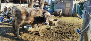 быки голштин: Продаю | Корова (самка), Музоо, торпок | Голштин, Швицкая | Для разведения, Для молока | Племенные