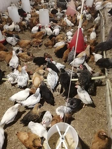 bala tutuquşu: Salam tam sağlam colpalardi damazdiqa yararlı çatdırma. var vacap — 3