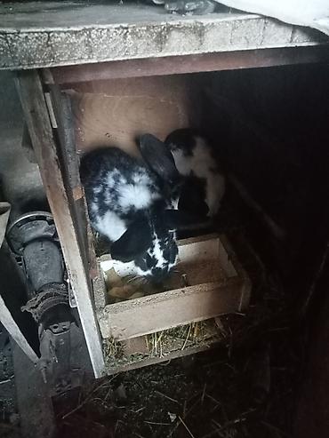 Кролики: Продаю | Крольчата | Для разведения — 9