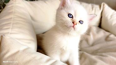 Pişiklər: Britan — 2