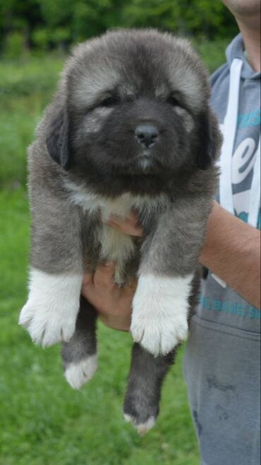 Psi: Odgajivačnica "Joxateam kennel" prodaje štenad Kavkaskog ovcara od — 5