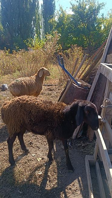 продам козу: Продаю | Ягненок | Эдильбаевская | На забой | Кастрированные — 1