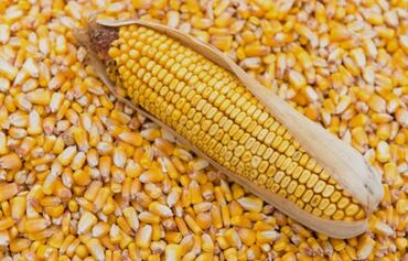 продаю музоо торпок корова самка бык самец айрширская ангус алатауская на забой для разведения на откорм племенные нетель привязанные: Продаю кукуруза мешкованые