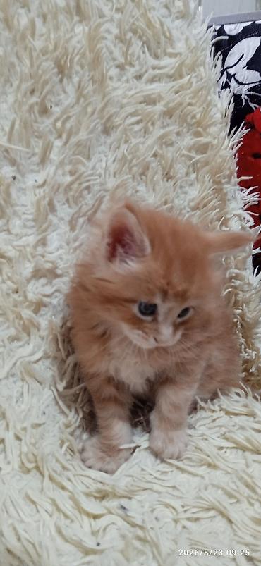 Продажа кошек: Мейн-кун, 1 месяц, Девочка at lalafo.kg — 11 Продажа кошек: Мейн-кун, 1 месяц, Девочка — 11