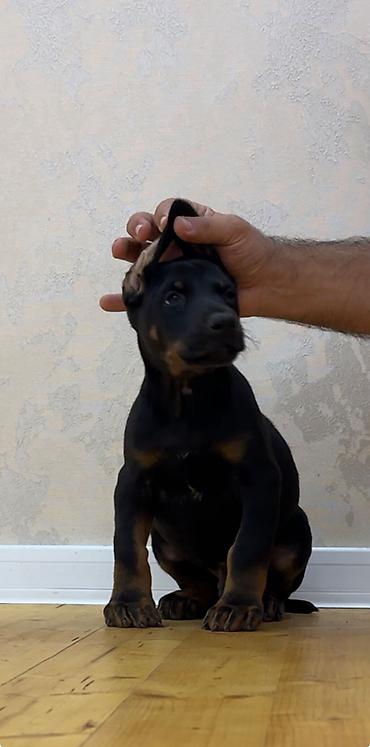it sahiblendirilir: Doberman, 2 ay, Erkək, Peyvəndli — 2