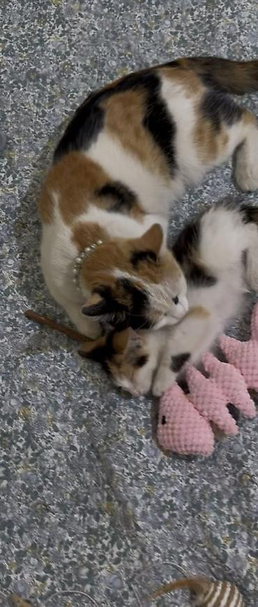 Отдам даром кошку: 4 месяца, Девочка, Приучена к лотку — 4