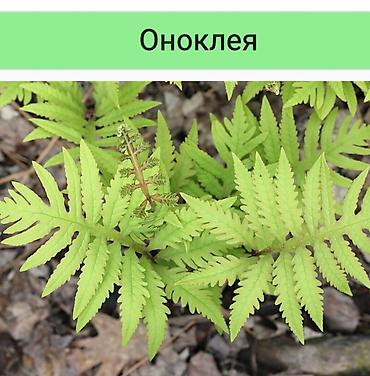 хосты: Оноклея (Onoclea sensibilis) — декоративный папоротник для сада и — 2