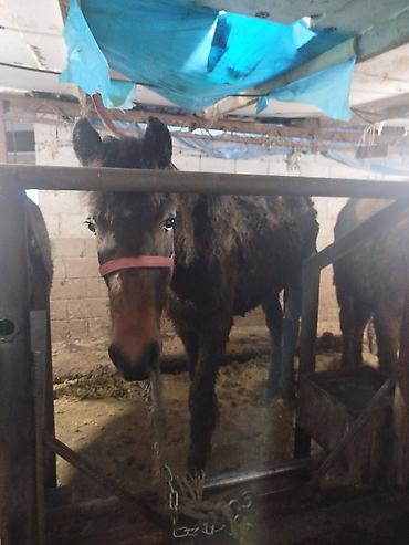 Лошади, кони: Продаю | Жеребенок | Рабочий — 10