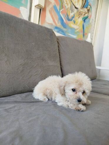 Psi: Bišon pudla štenci Štenci bi-pu, kombinacija bišon-pudla, stari 2 — 15