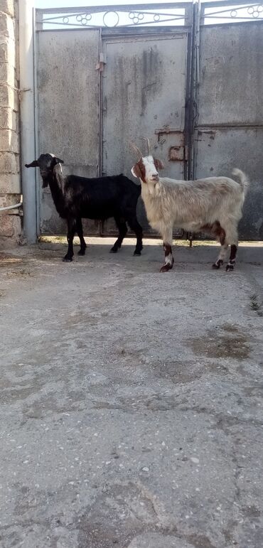 Akvariumlar: Dişi, Hələb, il: 2, Damazlıq, Südlük, Ünvandan götürmə