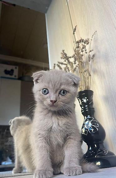Кошки: Məhsul: Pişik balaları Təsvir: - Şəkillərdə iki fərqli pişik balası — 6