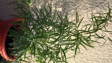 stakleni sto za dnevnu sobu: Asparagus, raskošnog rasta
