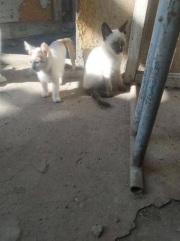 чёрные кошки: Кошка даром: Ангорская, 2 месяца, Девочка, Приучена к лотку — 1