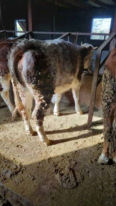 продаю музоо торпок корова самка бык самец айрширская ангус алатауская на забой для разведения на откорм племенные нетель привязанные: Сатам | Бука (эркек) | Бордоп семиртүү үчүн