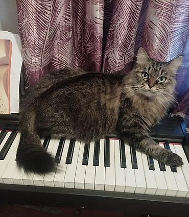 кошечка: Скотиш Страйт (Шотландская прямоухая), 10 месяцев, Девочка, Биколор, Кастрирована — 5
