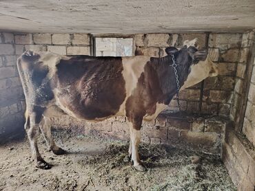 Kasalar: Dişi, il: 5, Südlük