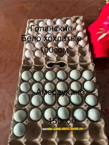 лоток для животных: Продажа Яйцо на инкубацию Голанские бело хохлатые 100с Амераукано