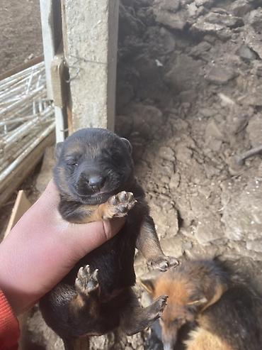 Отдам даром собаку: Щенки от собаки овчарочного типа. - Окрас: классический чёрно-рыжий у — 6