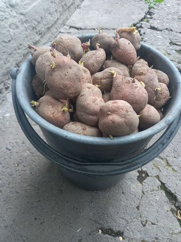 семина картошка: Семена и саженцы Картофеля, Самовывоз