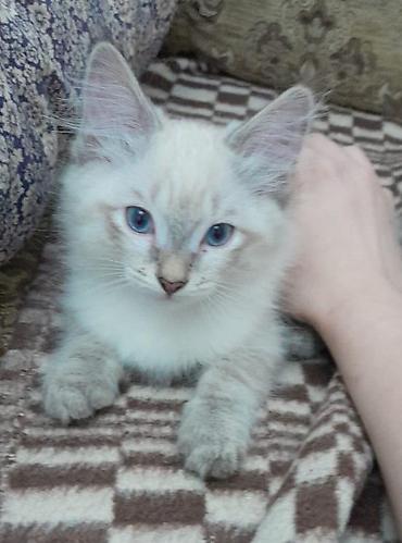 Продажа кошек: Котенок мальчик, родился 2 августа. Ласковый, игривый дружелюбный — 5