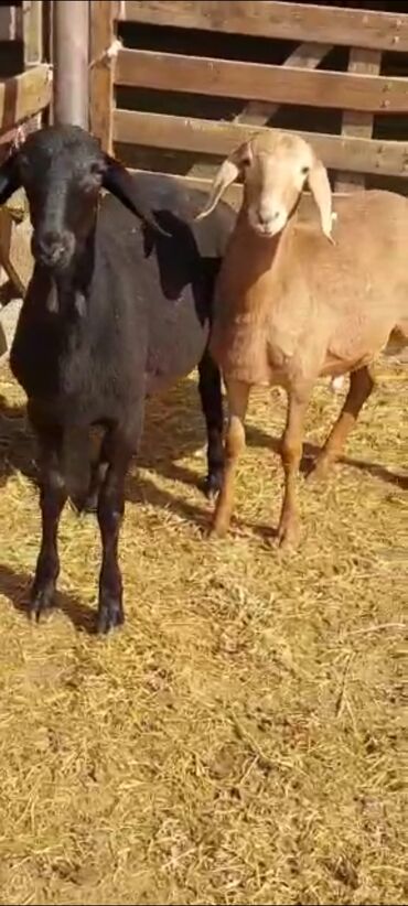 объявления о найденных животных: Сатам | Ургаачы кой (ургаачы), Козу, Кочкор (эркек) | Арашан | Көбөйтүү үчүн | Асыл тукумдуу, Жасалма жол менен боозутуу, Токту