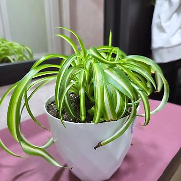 Антуриумы: Антуриум Андре (Anthurium andreanum) в декоративном кашпо. - — 3