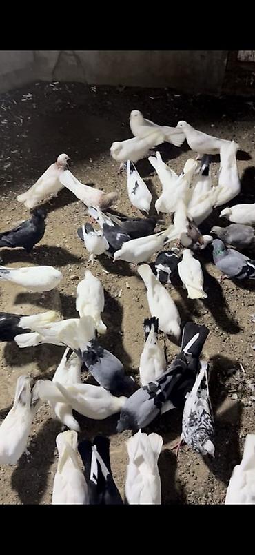 delfin goyercin: Heyvanlar hamsı tək tək 10 15 20 manata verilən quşdardı kom şəkildə — 1