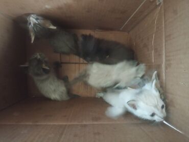 сколько стоит кошка шиншилла: 1 месяц, Девочка