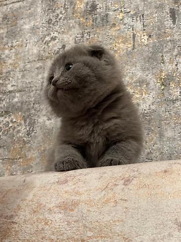 Pişiklər: Şotland — 1