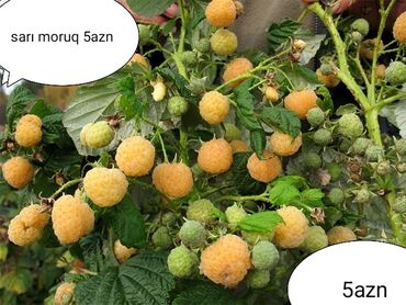 Şitillər: Salam Güllər Rusiyada gelib xarici gülldü nömrədə whatsapp var — 9