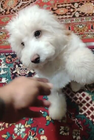кошка в добрые руки: Erkək bala 8 aylıq Maltipoo çox ağıllıdır tualetin 100 də 100 bilir və