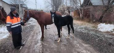 Лошади, кони: Продаю | Кобыла (самка) | Английская | Для разведения | Племенные — 8