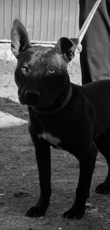 продаю охотничий собаку дратхар: Собаки