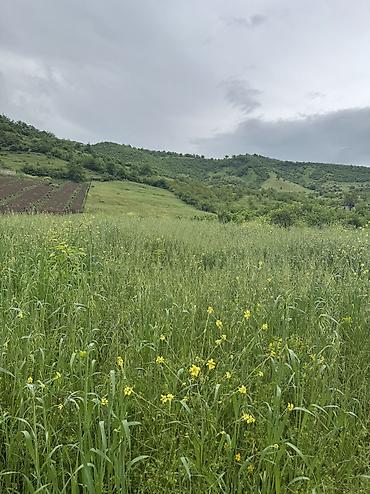 Torpaq sahələrinin satışı: 80 sot, Kənd təsərrüfatı, Mülkiyyətçi, Kupça (Çıxarış), Bələdiyyə — 11