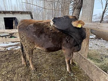 Коровы, быки: Продаю | Тёлка | На откорм | Племенные — 6