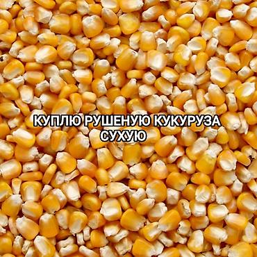 косим кукурузу: КУПЛЮ РУШЕНУЮ КУКУРУЗУ СУХУЮ — 1