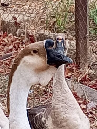 отдам в хорошие руки маленькую собачку: Əla sort damazlıq qazların ayləsi satlır. Bu sort damazlıq qazlar at lalafo.az отдам в хорошие руки маленькую собачку: Əla sort damazlıq qazların ayləsi satlır. Bu sort damazlıq qazlar