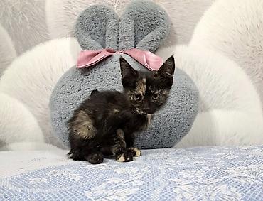 приют котят: Кошка даром: Беспородная, 3 месяца, Девочка — 2