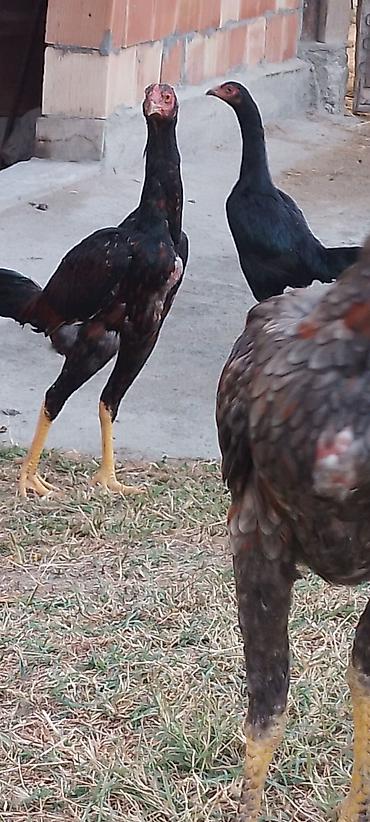 australorp toyuqlari: Toyuq cücələri, Damazlıq — 3