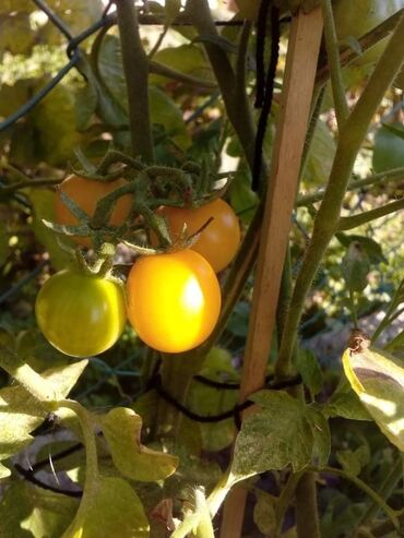 Semena i sadnice: Seme paradajza! Crveni jabučar Žuti jabučar Narandžasti jabučar — 16