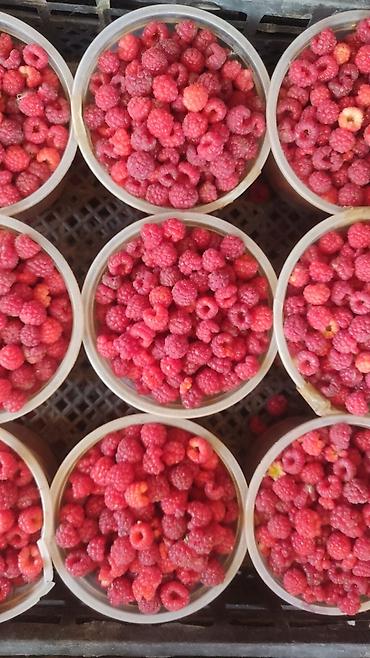 Малина: Малина Платная доставка — 5