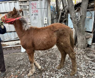 Лошади, кони: Продаю | Жеребенок | Для разведения | Племенные at lalafo.kg — 5 Лошади, кони: Продаю | Жеребенок | Для разведения | Племенные — 5