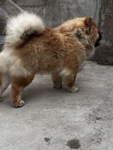 İtlər: Çau-Çau, 7 ay, Erkek, Sənədli, Pulsuz çatdırılma, Ünvandan götürmə — 7